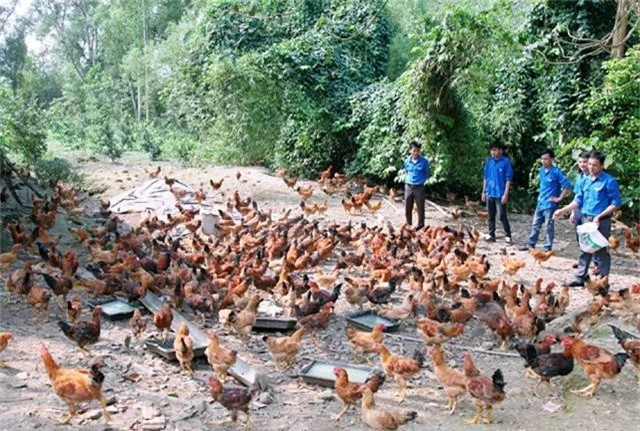 
Mỗi năm trang trại của Đức cho xuất chuồng khoảng 9.000 con gà thịt, 1.200 con lợn thịt... cho lãi ròng gần 600 triệu đồng
