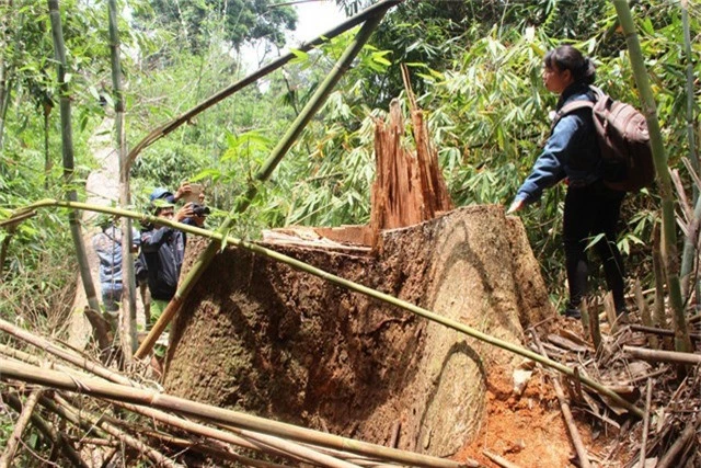 Khu vực xảy ra vụ phá rừng lim ở huyện Nam Giang