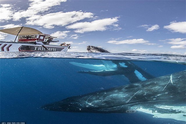 Thuyền nhỏ bé đối đầu cá voi lưng gù như phim kinh dị