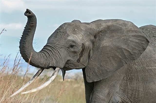 Top sự thật lạ lùng khó tin nhất từng xảy ra trong lịch sử