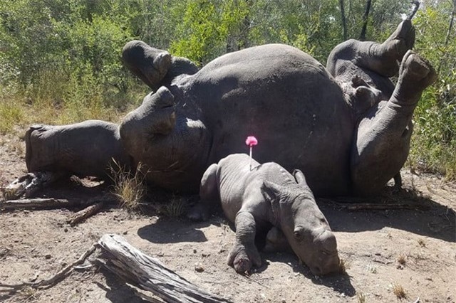 Tê giác "khóc nấc" bên xác mẹ bị bọn săn trộm giết chết