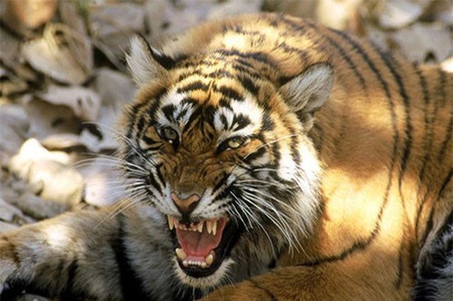 Hổ cái “thành tinh”, hại chết 13 người ở Ấn Độ