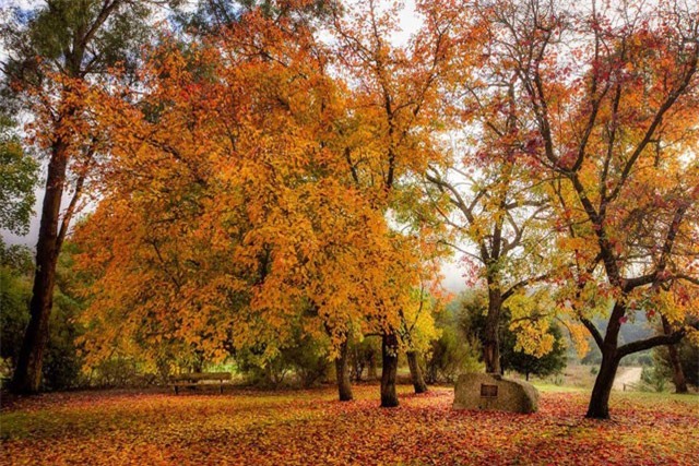 Không ngờ mùa thu tại xứ sở Kangaroo lại đẹp như chốn thần tiên thế này