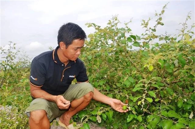 tien si ve que lam giau bang nghe tay trai-trong rau tren cat hinh anh 3