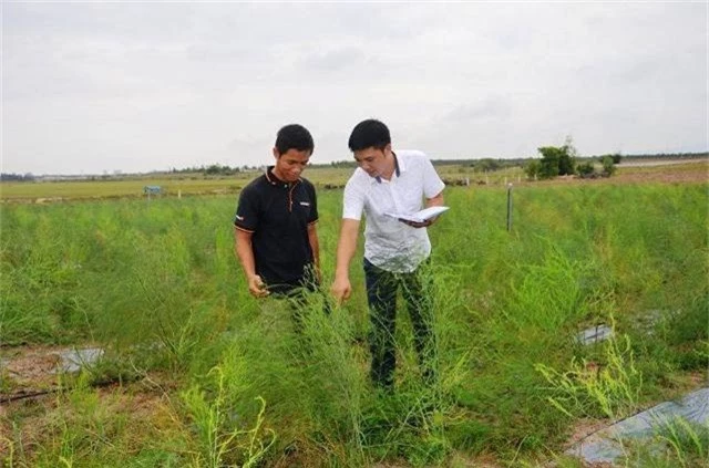 tien si ve que lam giau bang nghe tay trai-trong rau tren cat hinh anh 5