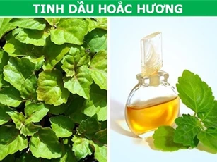 Những loại "chất lỏng" đắt đỏ nhất hành tinh