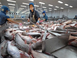 Mỹ giảm thuế chống bán phá giá cá tra Việt Nam