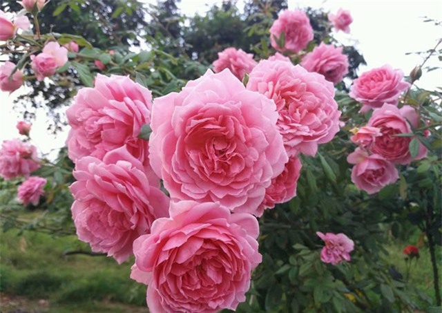 Phát hờn với vườn hoa hồng vạn gốc đẹp-độc-hiếm của đại gia Thái Nguyên