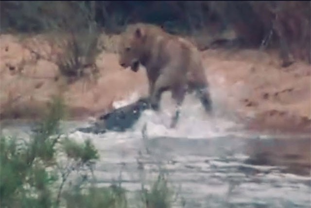 Clip: Quá ‘ngông cuồng’, sư tử suýt chết dưới hàm cá sấu