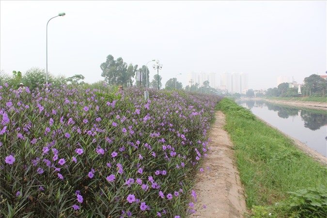 Đẹp ngỡ ngàng với con đường hoa tím bên dòng sông Tô Lịch