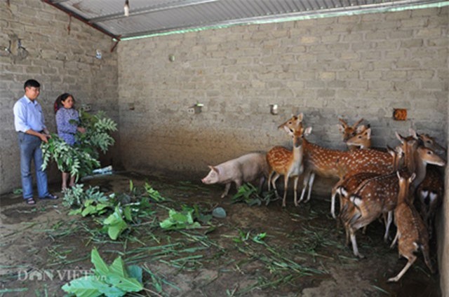 Tiết lộ bí quyết nuôi con thần dược "ông sướng, bà cười"