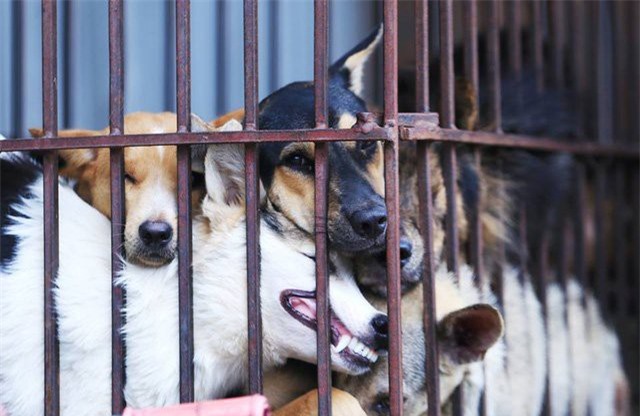 Ăn thịt chó là văn hoá?