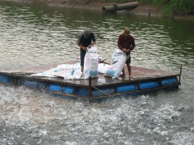 Tôm, cá Việt 4 ngày có 3 tin vui tại thị trường Mỹ