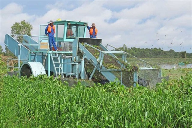 Chuyện lạ: Bỏ 8 tỉ đồng diệt lục bình nơi này rồi chi 1,2 tỉ trồng nơi khác