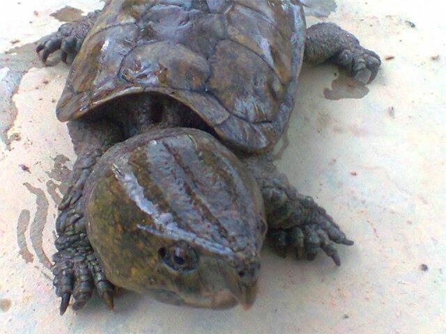 Lĩnh án 10 năm tù vì vận chuyển trái phép động vật hoang dã