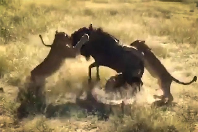 Clip: Linh dương đầu bò ‘húc bay’ 8 con sư tử