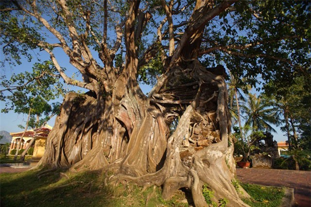 Chùm ảnh: Cây bồ đề cổ thụ chu vi 12 mét, hình thù độc lạ bậc nhất Việt Nam