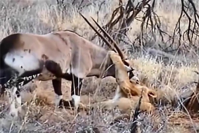 Clip: Cuộc chiến sinh tử giữa linh dương sừng kiếm với sư tử