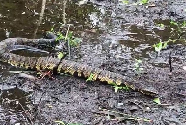 Bằng chứng cho thấy siêu bão cuốn rắn độc “bay tứ tung” ở Mỹ