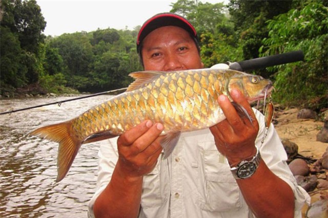 Đại gia săn lùng đặc sản cá "vong bất liễu ngư" quý như vàng