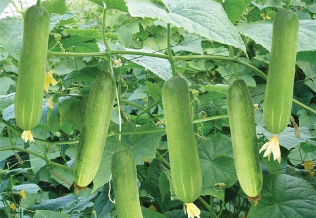 Tất tần tật về kỹ thuật trồng dưa leo tại nhà 