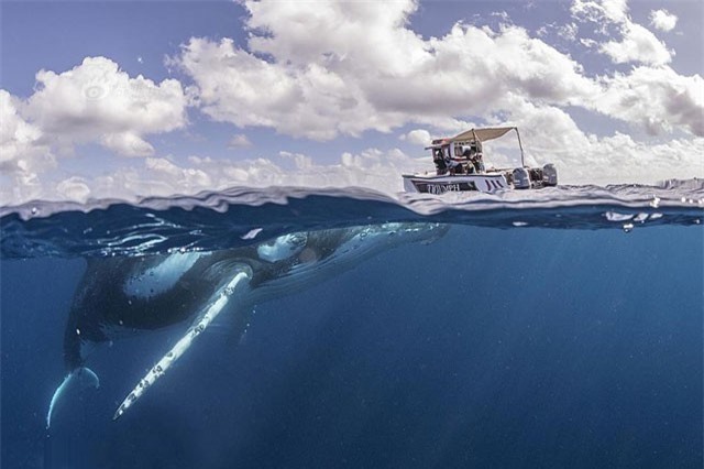 Thuyền nhỏ bé đối đầu cá voi lưng gù như phim kinh dị