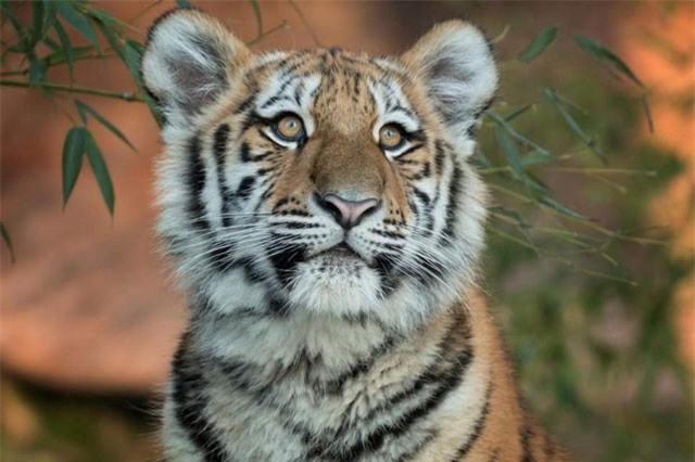 Hổ cái bị tòa tuyên 'án tử' vì giết 13 mạng người