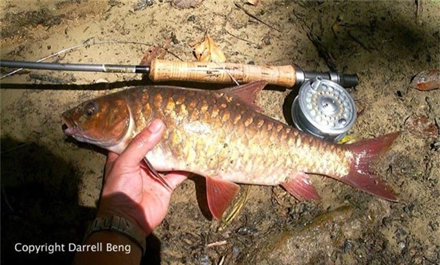 
Cá Empurau là loài cá bản địa ở Sarawak, Malaysia. Ngoài ra, nó còn có thể được tìm thấy ở thượng nguồn của các con sông chính như Rajang, Baram, Limbang và Batang Ai. Ảnh fishbase.
