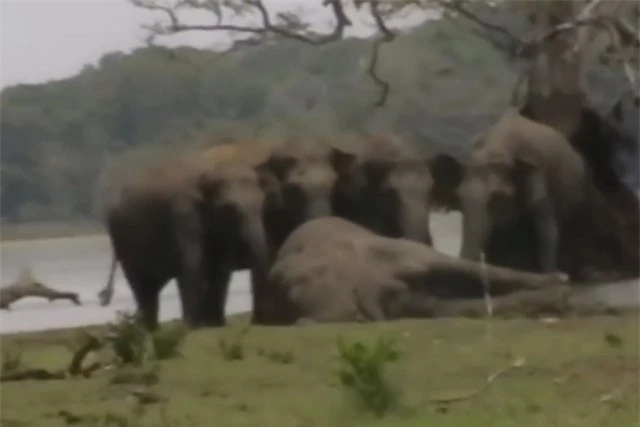 Bầy voi chia buồn với cái chết của voi đầu đàn.