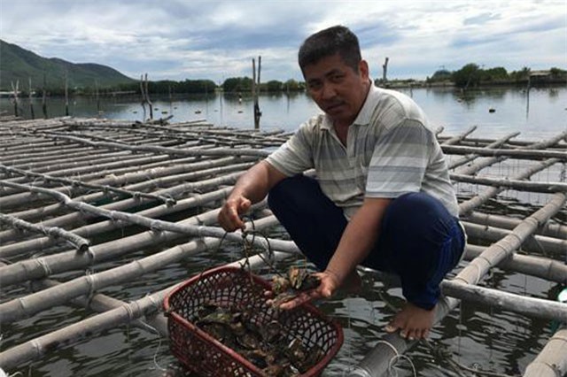 Khánh Hòa: Nuôi hàu trên dây, “đút túi” cả trăm triệu đồng/năm
