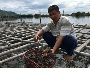 Khánh Hòa: Nuôi hàu trên dây, “đút túi” cả trăm triệu đồng/năm