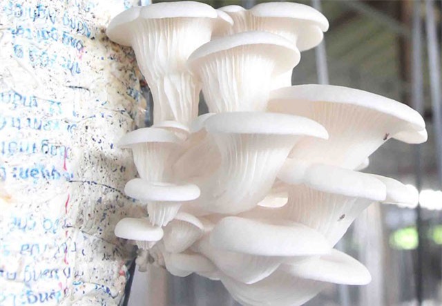 Mỗi năm thu 1 tỷ đồng nhờ tuyệt chiêu cho nấm “ăn” gạo, đỗ tương