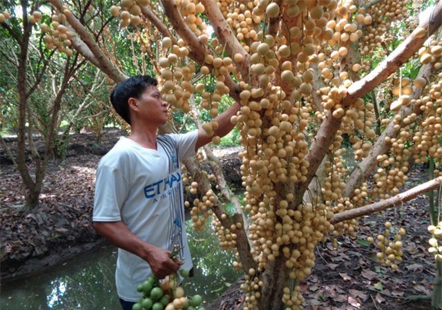 Hậu Giang: Ai qua Ngã Bảy, nhớ ghé vườn dâu lãi nửa tỷ đồng