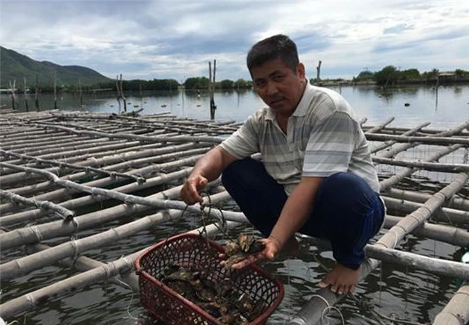 Anh Đen đang ấp ủ nhân rộng mô hình nuôi hàu trên dây để đáp ứng cho nhu cầu của thị trường.