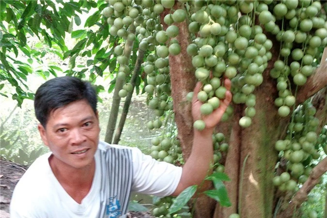 hau giang: ai qua nga bay, nho ghe vuon dau lai nua ty dong hinh anh 2