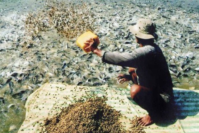 Phạt 200 triệu đồng về hành vi sử dụng chất cấm trong chăn nuôi