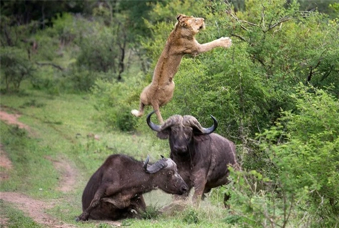 Trâu rừng tấn công sư tử, giải cứu đồng loại.