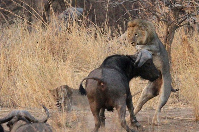 Clip: Giải cứu muộn màng, trâu rừng bất lực nhìn sư tử xé xác đồng loại