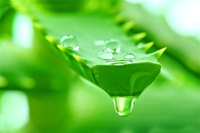 Tác dụng phụ của lô hội ít người biết