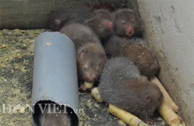 Nuôi "chuột rừng", giỏi đào hang, cho ăn tre già, có 20 triệu/tháng