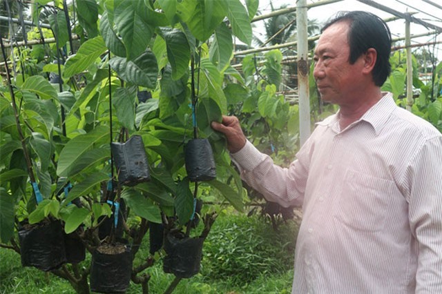 Lão nông ở Vĩnh Long kiếm lời tiền tỉ từ cây giống