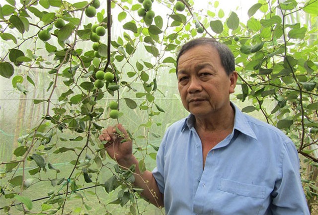 Trồng táo trong nhà lưới thu lãi cao