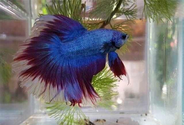 TP.HCM: Ngất ngây với đàn cá cảnh đẹp, độc, lạ