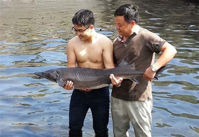 Bỏ nghề xây dựng, chuyển sang nuôi cá khổng lồ kiếm chục tỷ/năm