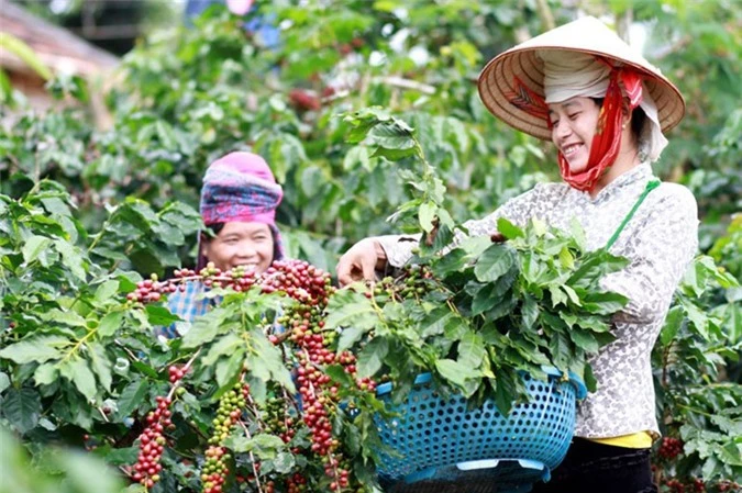 Cà phê Việt đang tự đánh mất thương hiệu của mình.