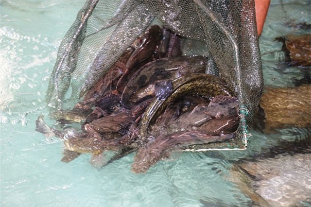 Làm giàu ở nông thôn: Đổi đời nhờ nuôi 2 loài cá "khôn ăn, ở sạch"