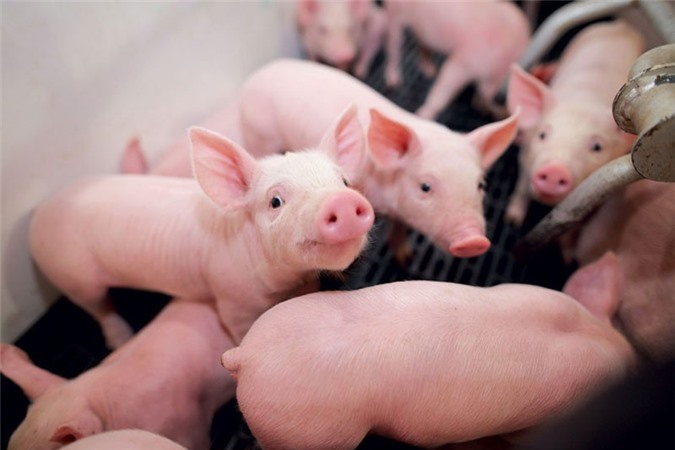 Phạt nặng hành vi sử dụng chất cấm trong chăn nuôi