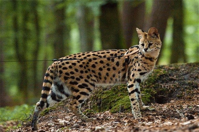 Những con vật đắt nhất thế giới 