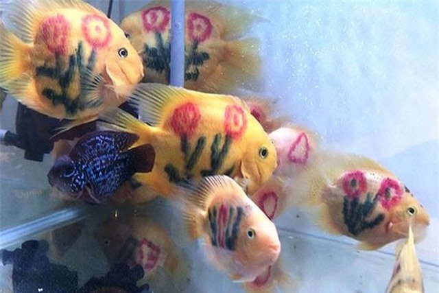 Cá 'xăm mình' 800.000 đồng/con gây 'sốt'