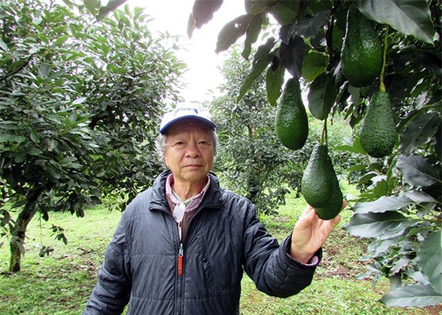Làm giàu ở nông thôn: Trang trại bơ Mỹ bạc tỷ trên đất đồi Tàu